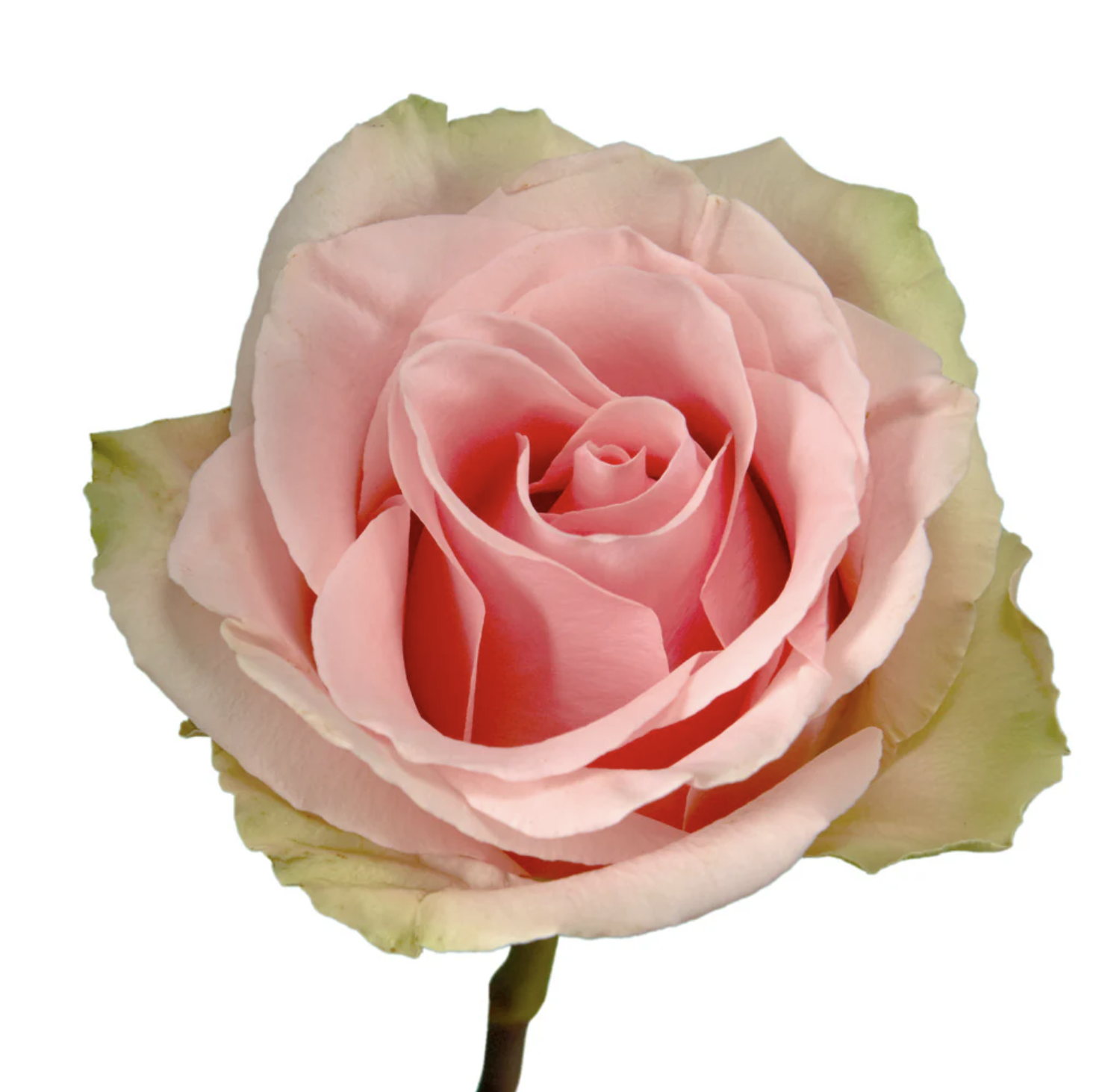 ROSE ABSOLUT IN PINK - 70 CM